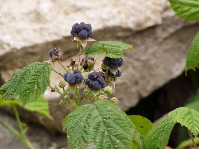 p7130168.jpg