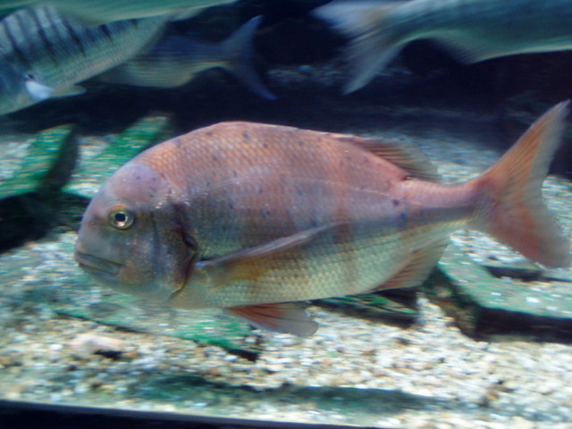 p7180470.jpg