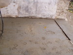pb050013.jpg