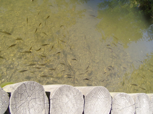 p7100013.jpg