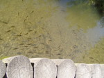p7100013.jpg