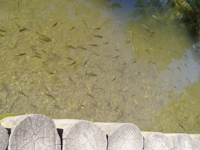 p7100014.jpg