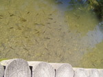 p7100014.jpg