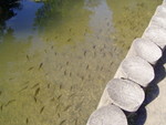 p7100015.jpg
