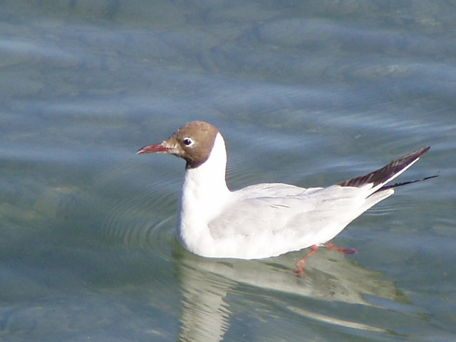 p7100025.jpg