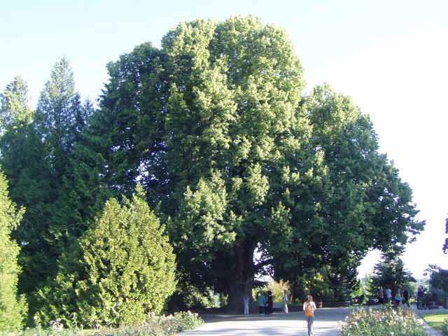 p7100049.jpg