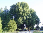 p7100049.jpg