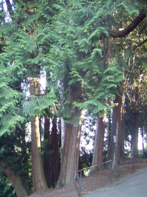 p7100052.jpg