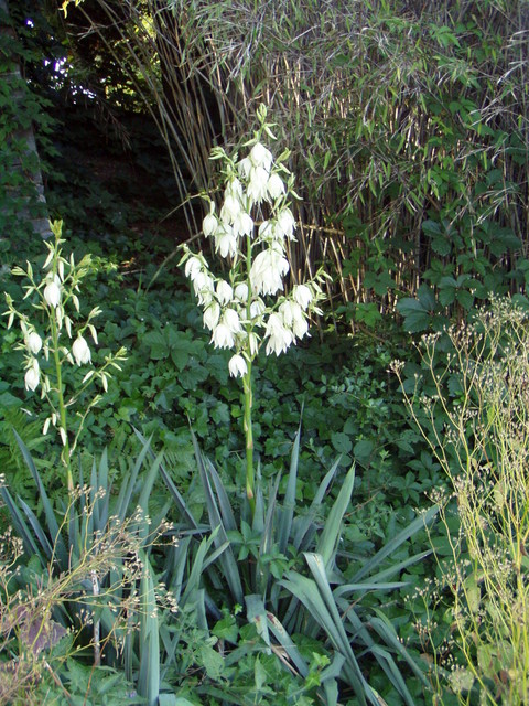 p7100060.jpg