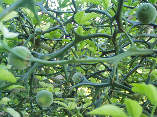 p7100064.jpg
