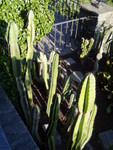 p7100070.jpg