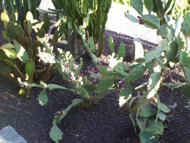 p7100071.jpg