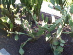 p7100071.jpg