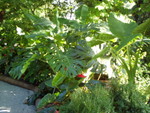 p7100074.jpg