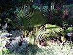 p7100076.jpg