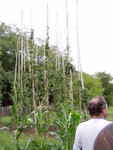p8210396