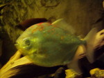 p8200254