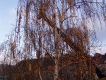 pb160082.jpg