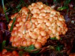 DSCI0654.JPG